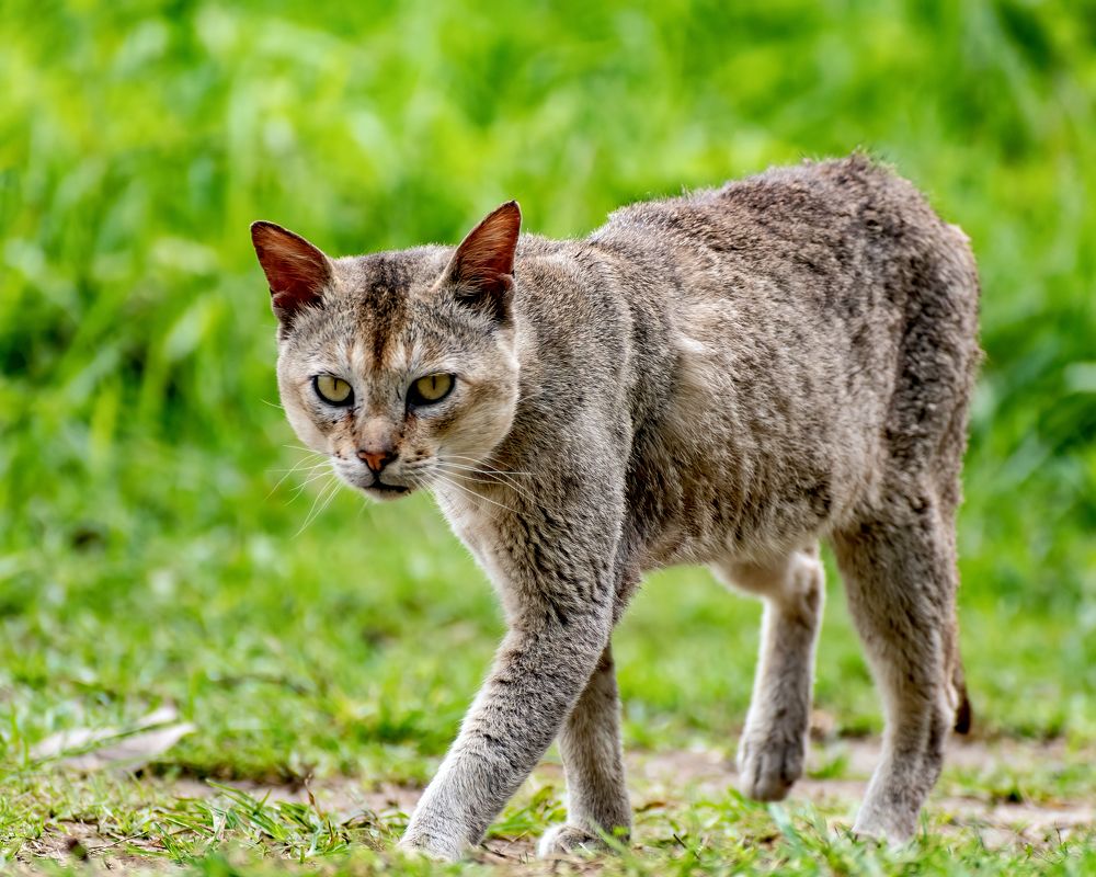 Photograph by Sourav Ganguli