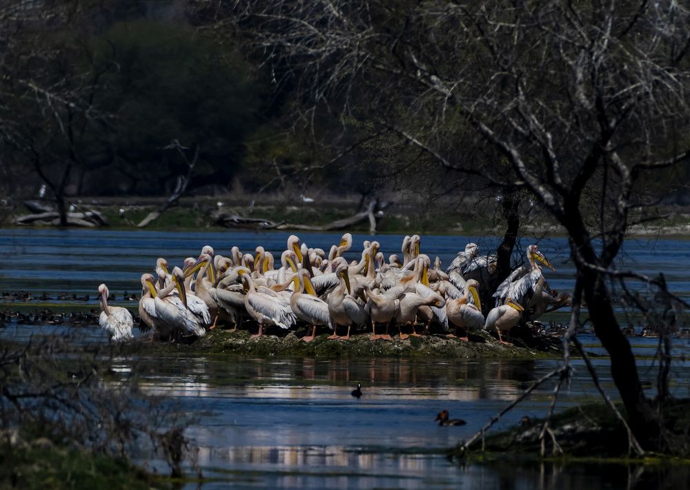 Фотография автора Hirak Mitra