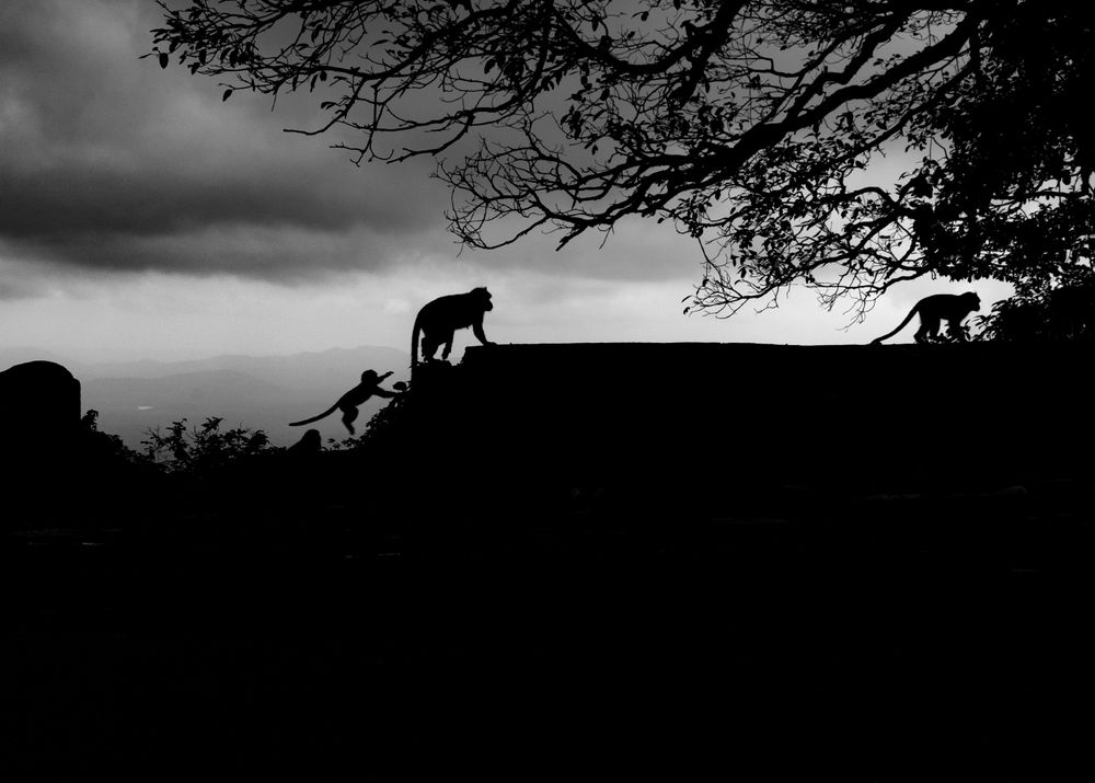 Фотография автора Hirak Mitra