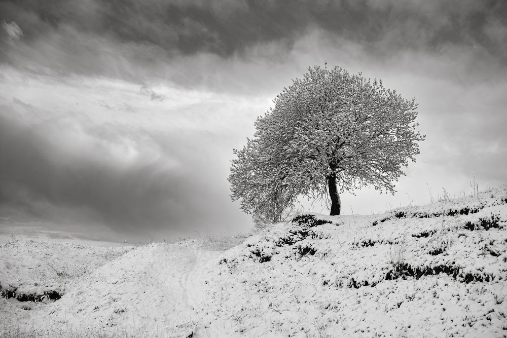 Одинокое дерево