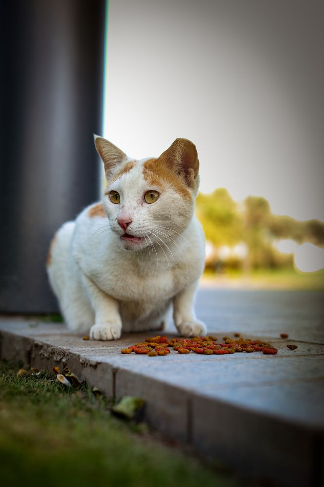 Photograph by Cherakkara Reshmi