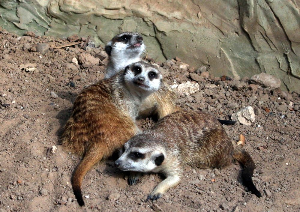 Семейка сурикатов