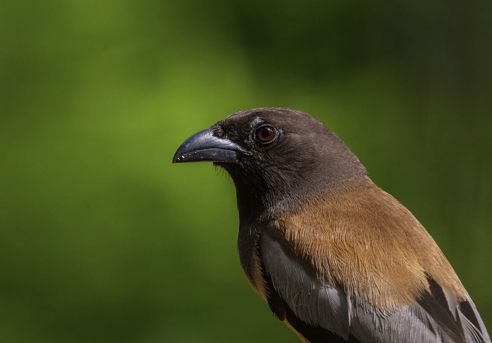 Photograph by RITUBRATA BANERJEE