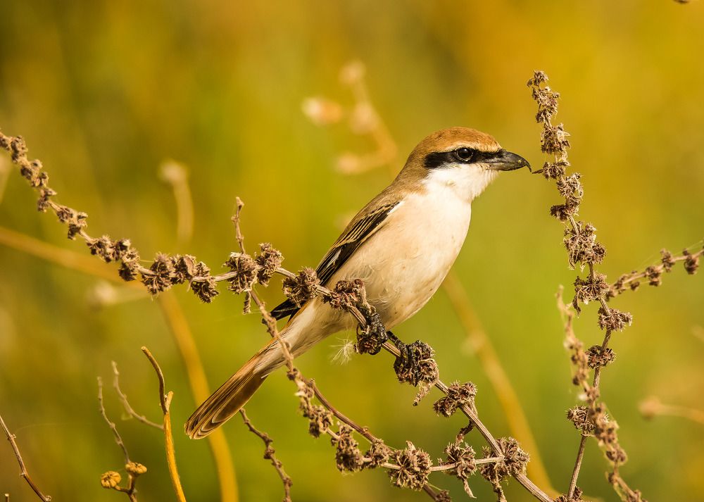 Photograph by KARTHI THANGAIAH