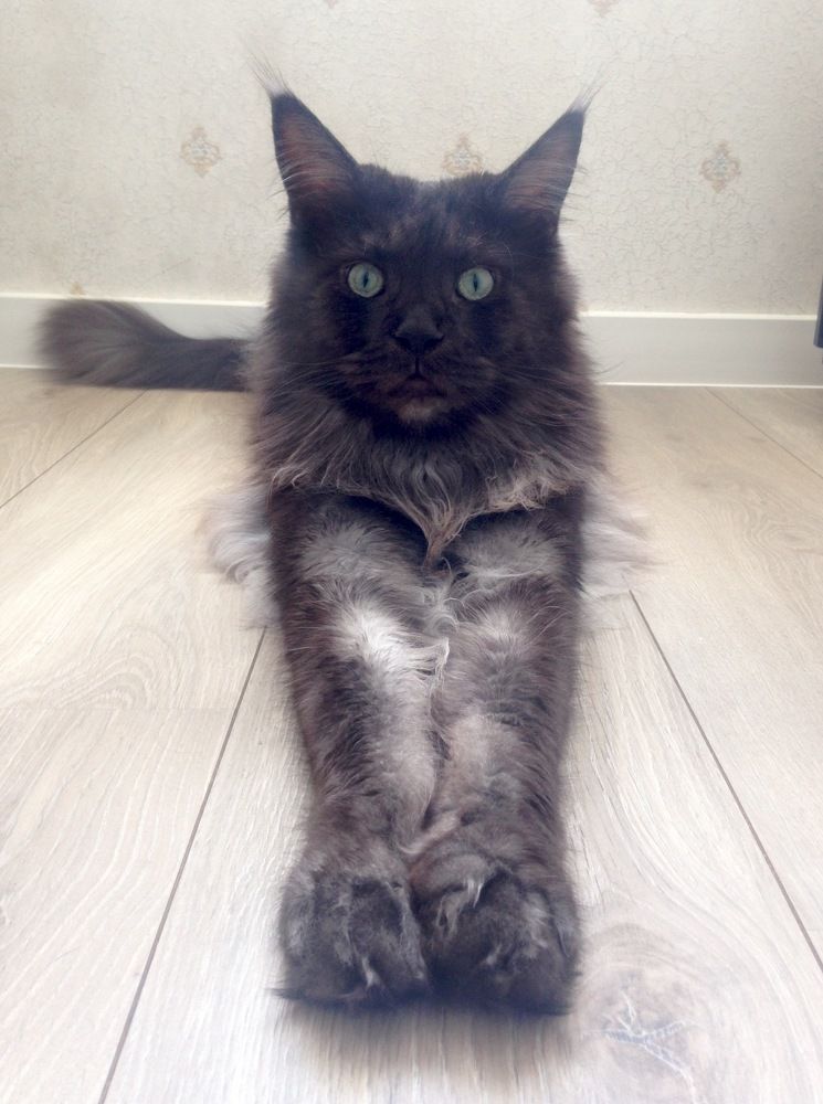 Фотография автора Юлия Шумейко