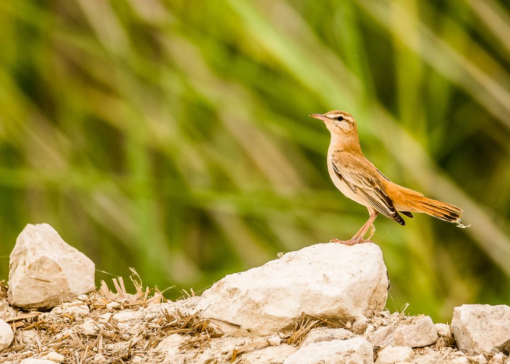 Photograph by KARTHI THANGAIAH