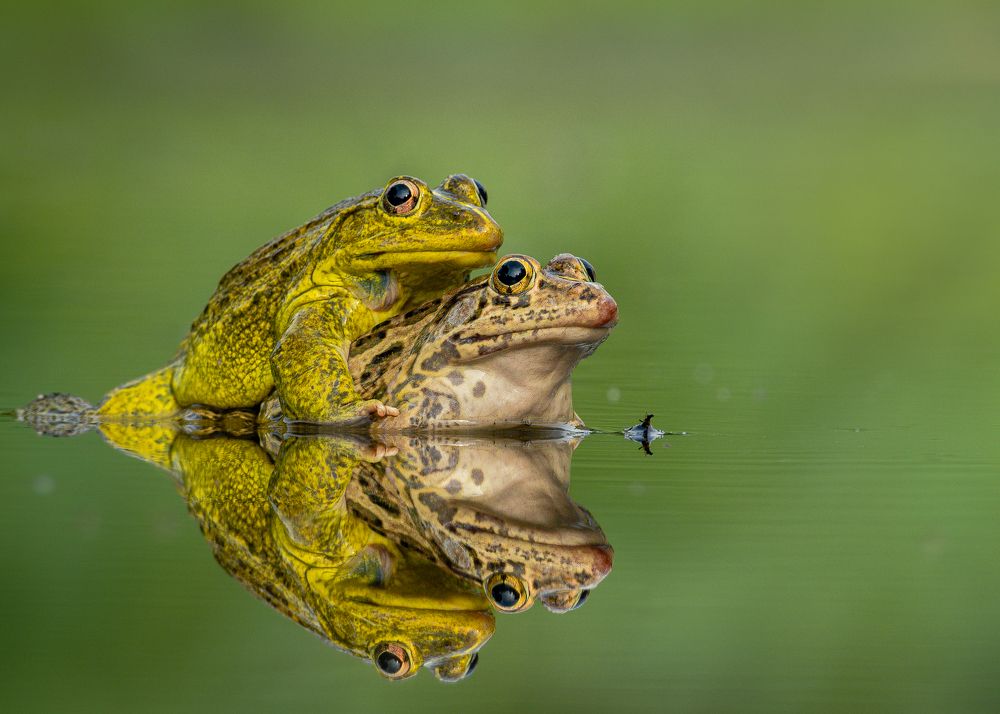 The mating reflection