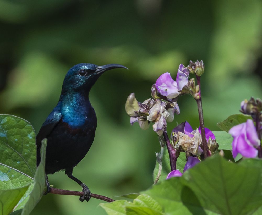 Photograph by RITUBRATA BANERJEE