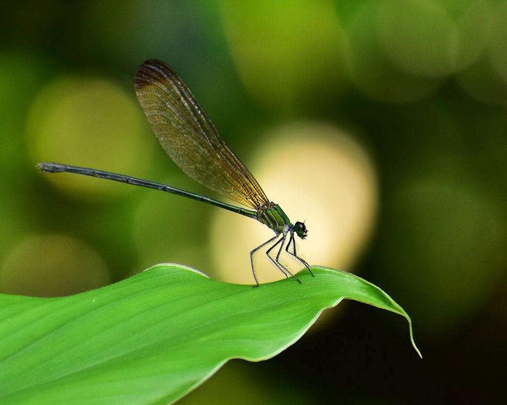 Photograph by Rajeev P R