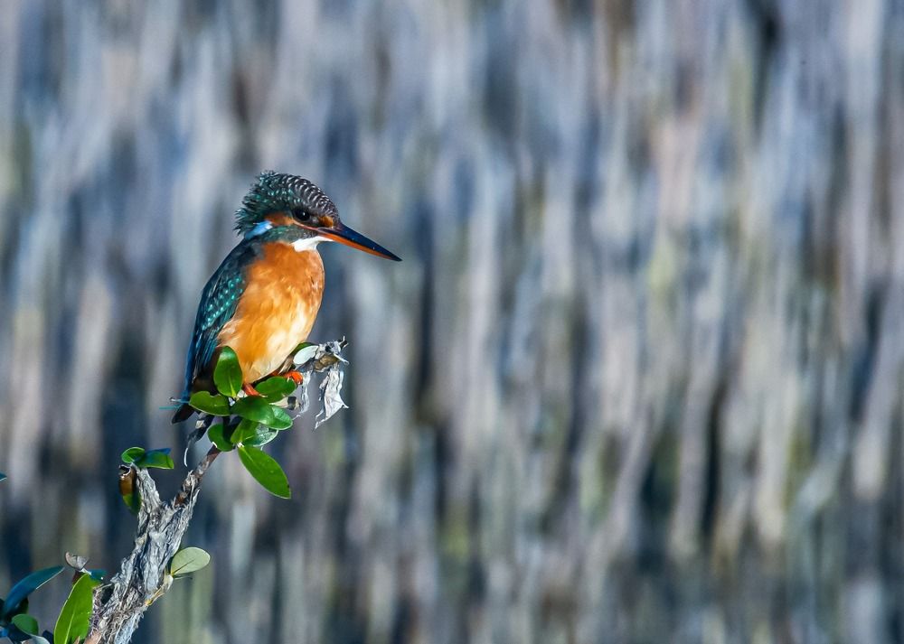 Photograph by KARTHI THANGAIAH