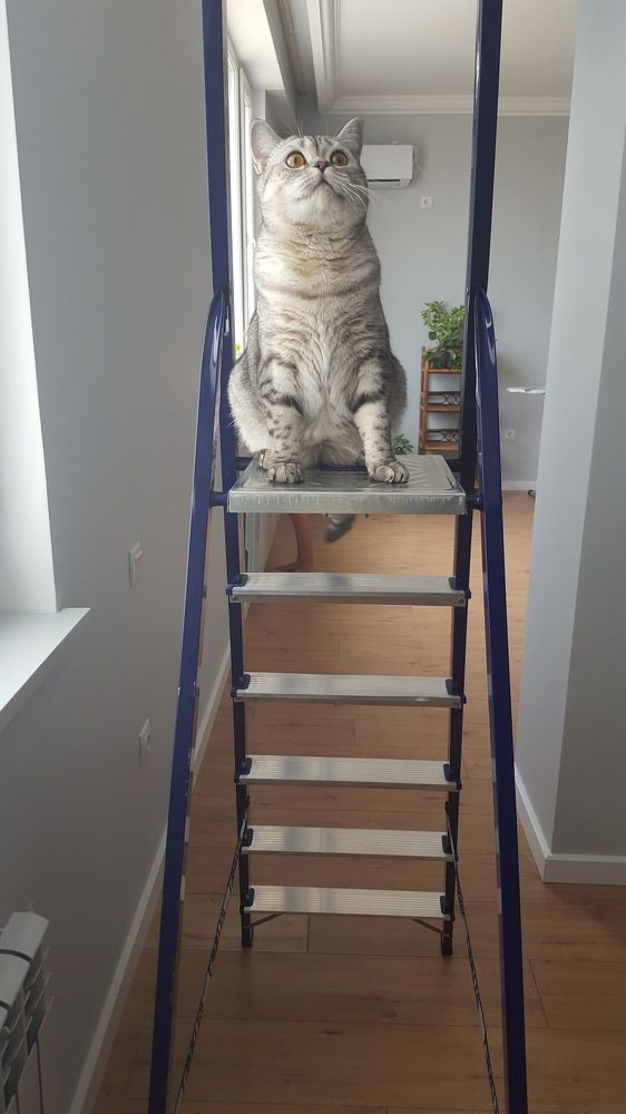 Кошка Ася, шотландская