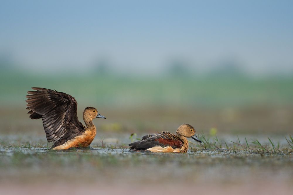 Фотография автора Mainak Halder