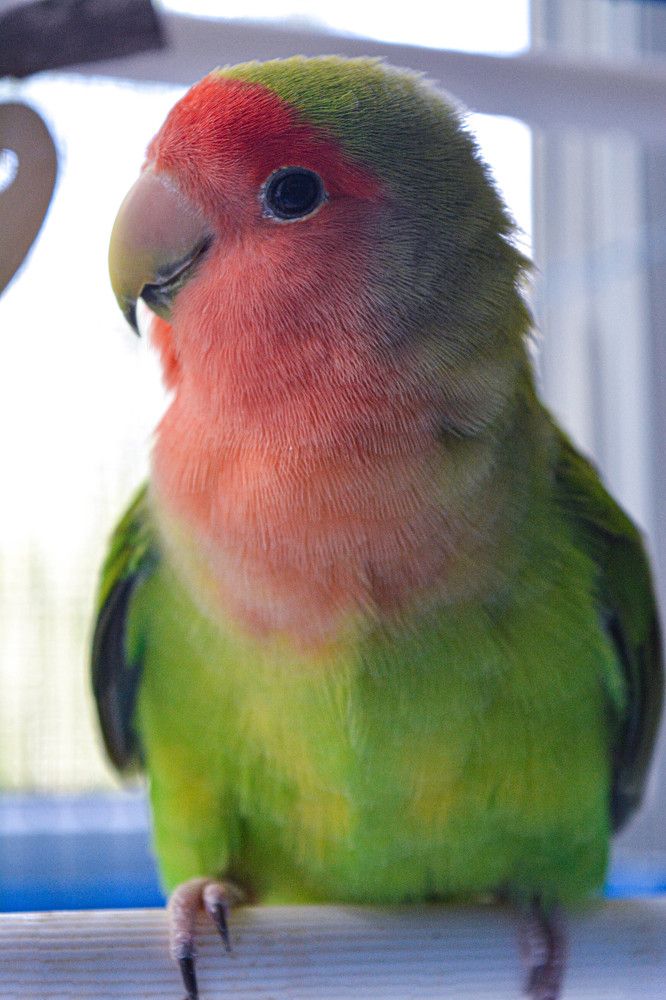 Фотография автора Оля Алехнович