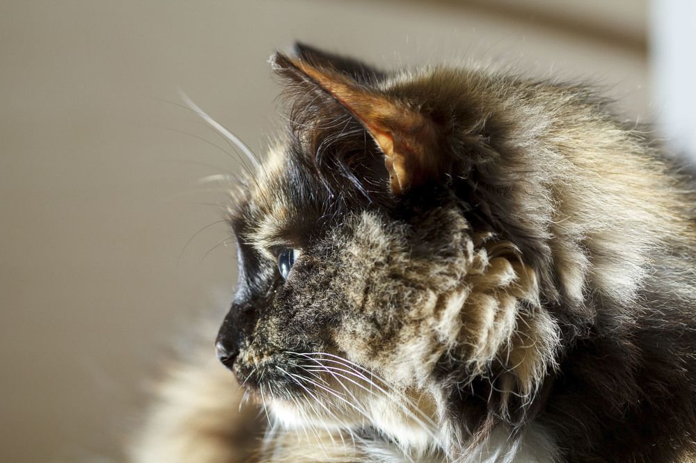 Photograph by Вячеслав Орос