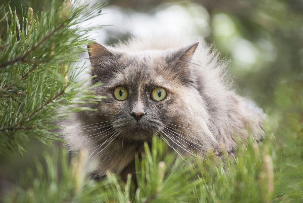 Фотография автора Алексей Самойлов