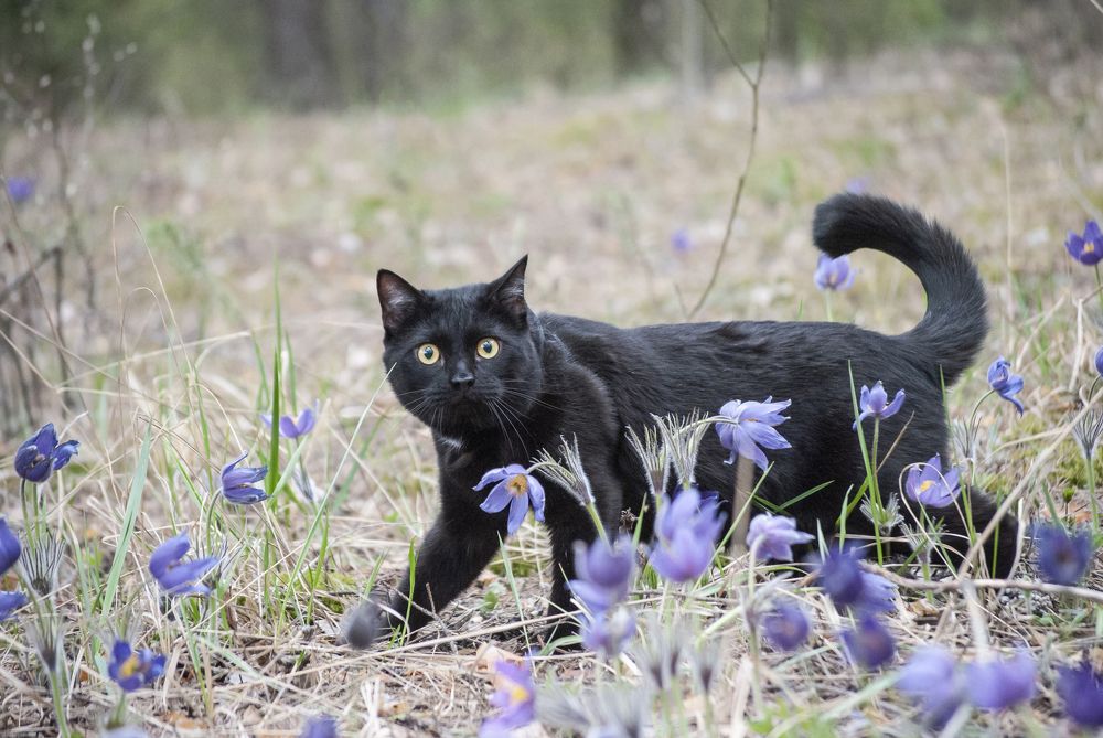 Фотография автора Алексей Самойлов