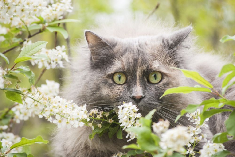 Фотография автора Алексей Самойлов