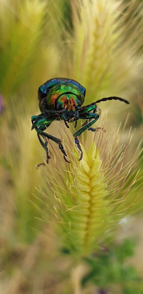 Привет, жучок!