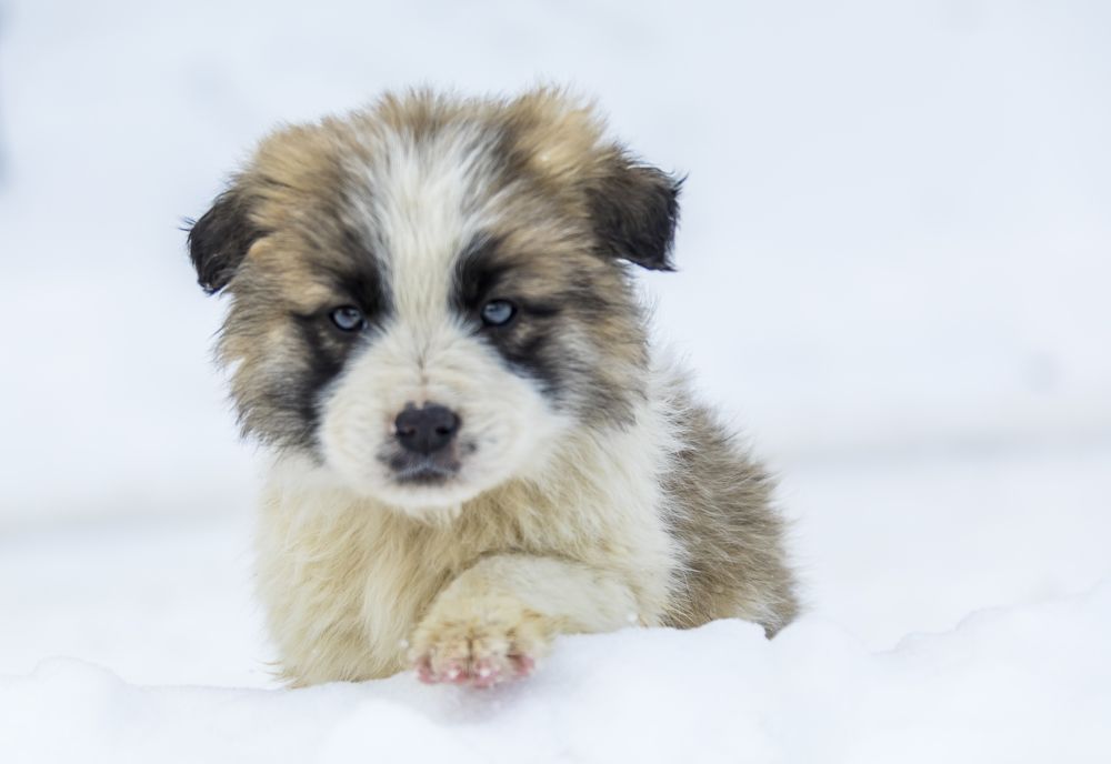 Фотография автора COMSA BOGDAN