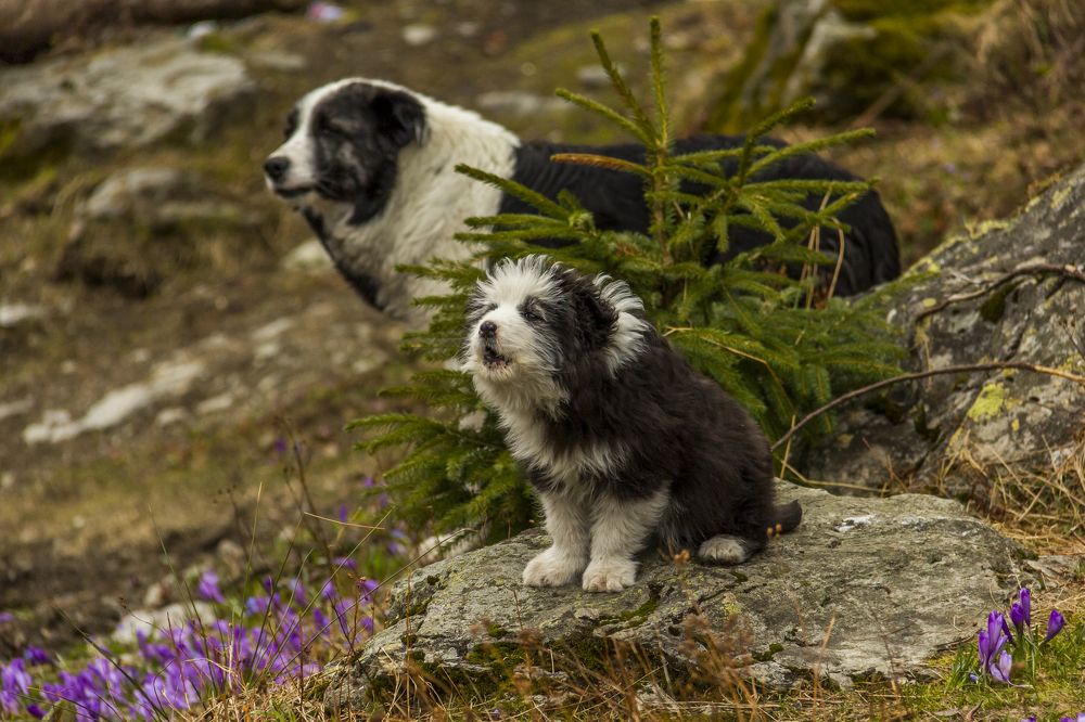 Фотография автора COMSA BOGDAN