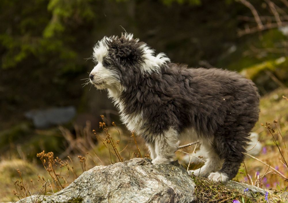 Фотография автора COMSA BOGDAN