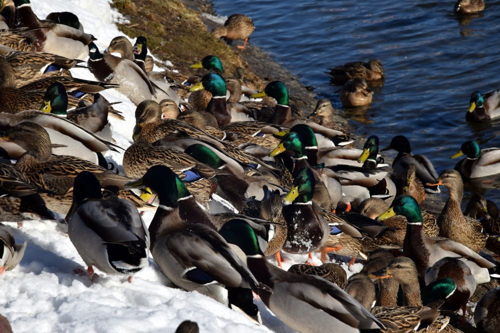 Время полдника