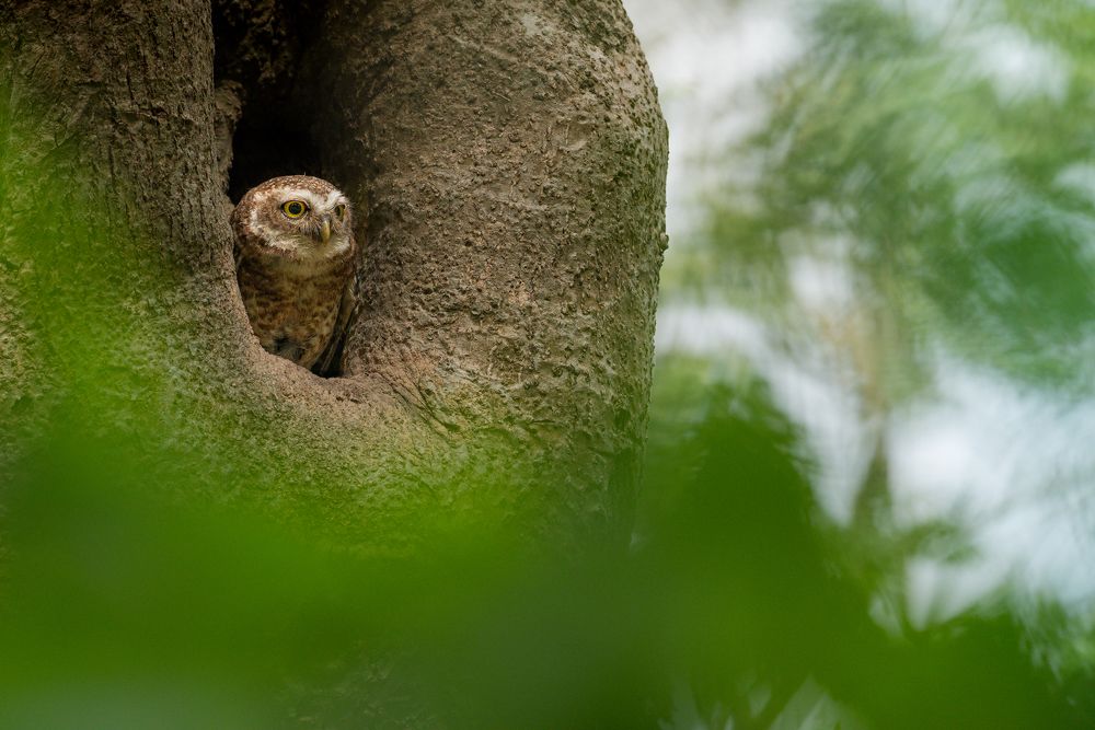 Фотография автора Mainak Halder