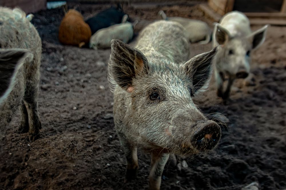 Photograph by Сергей Корнешов