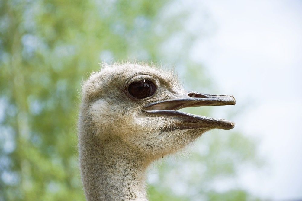 Фотография автора Альбина Хвастунова