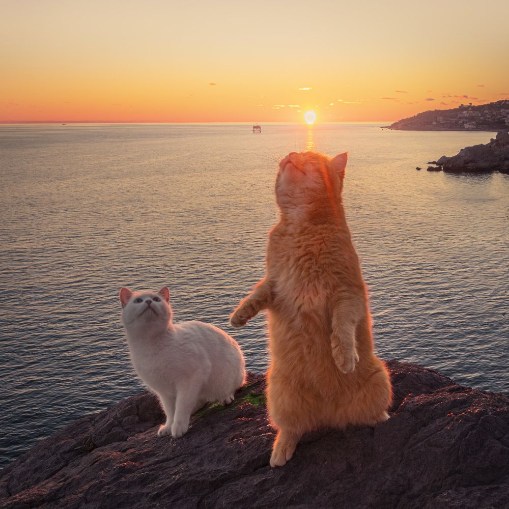 Ловец солнца