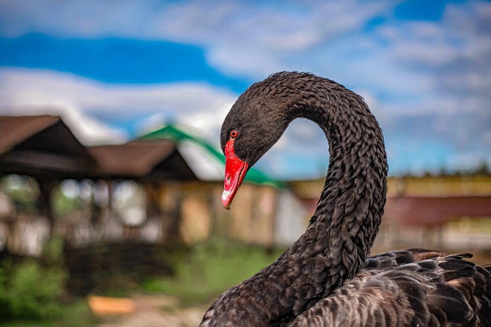 Photograph by Сергей Корнешов