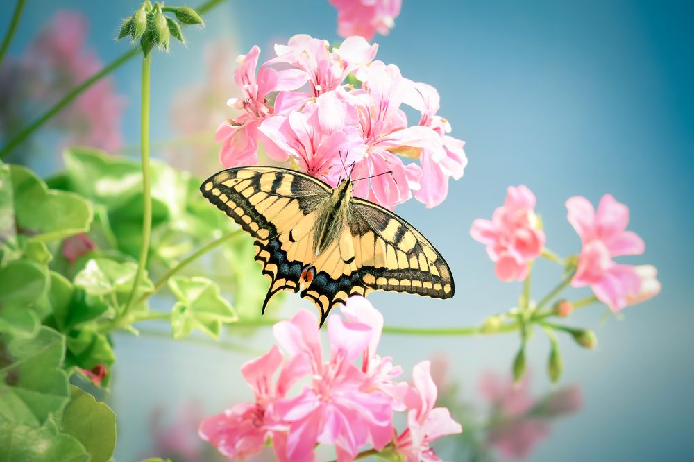 Photograph by Nelly Arnaudova