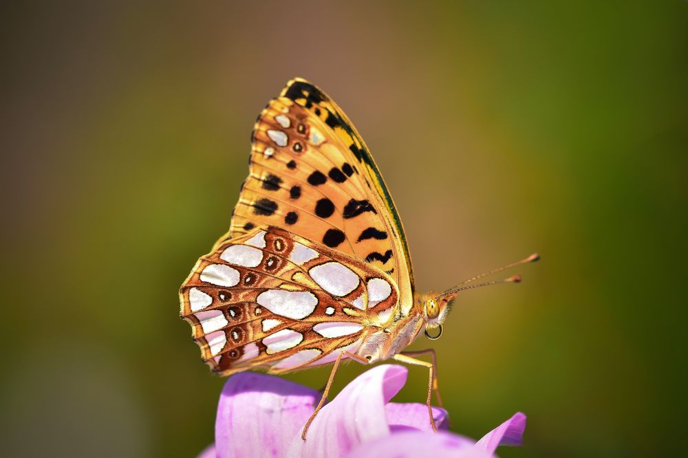 Photograph by Nelly Arnaudova