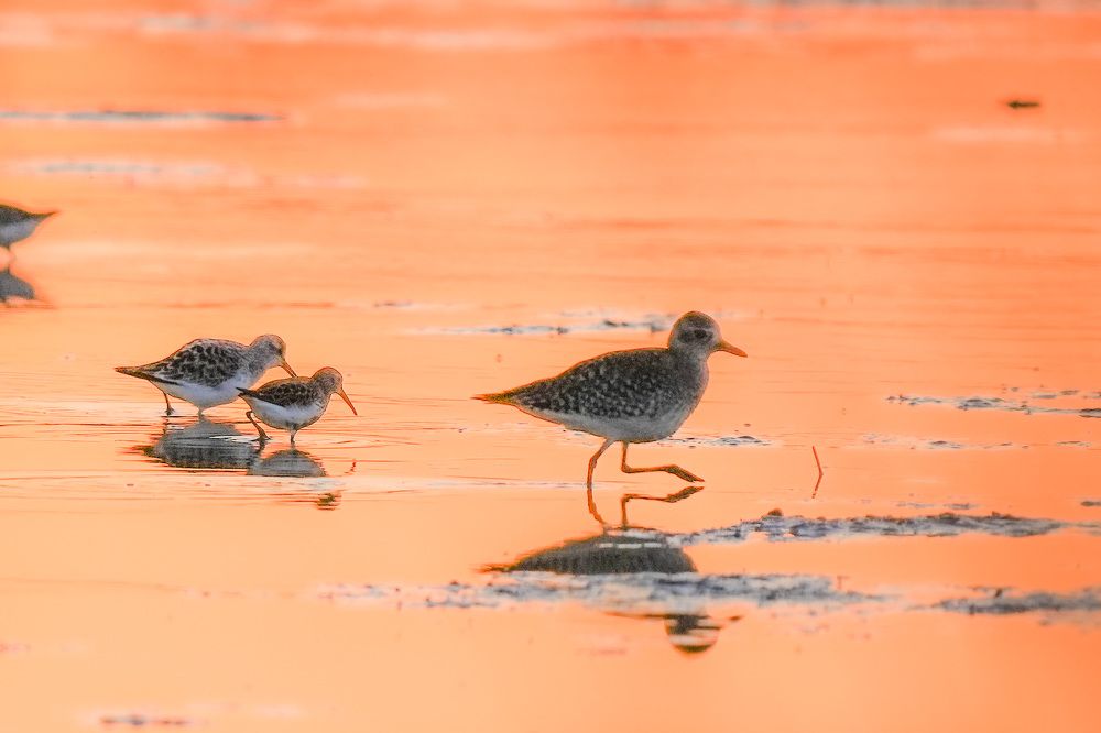 Фотография автора Jian Ma