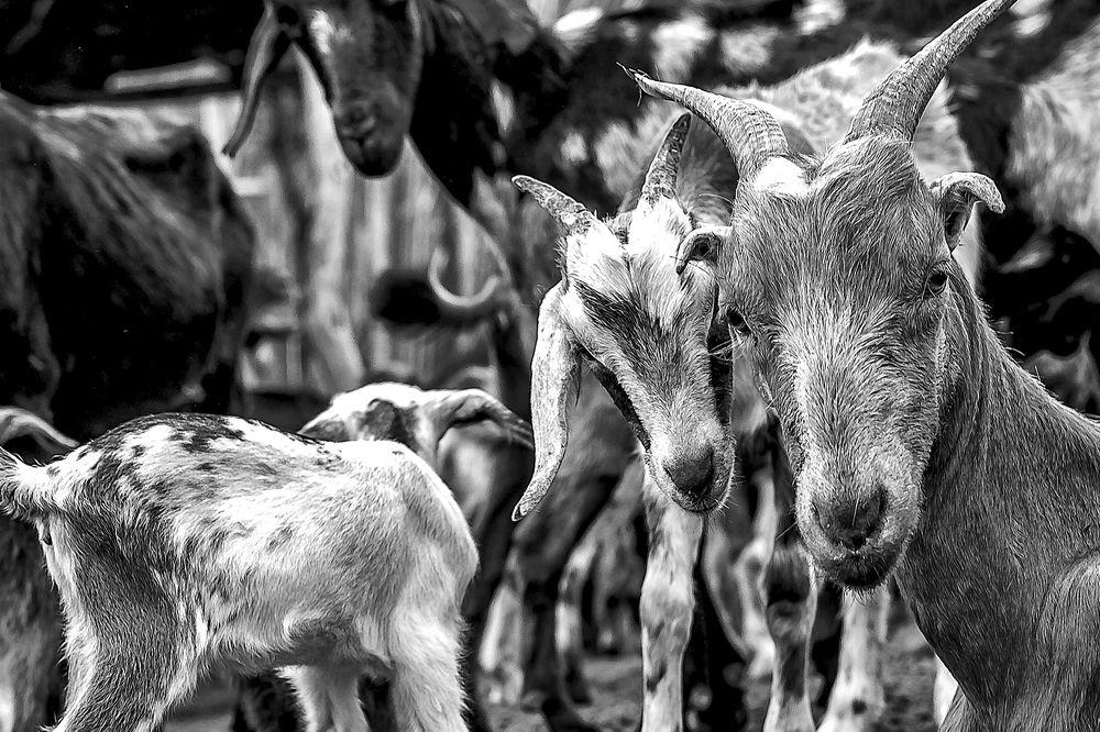 La Chiva Bárbara y Sol