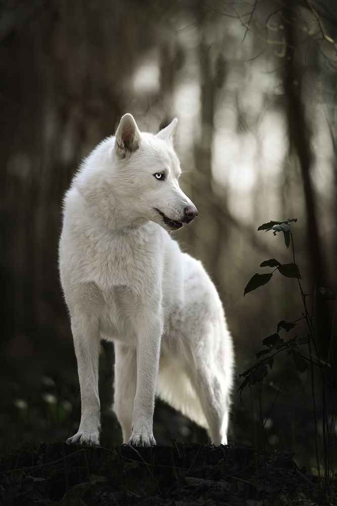 Photograph by Laura Petermans