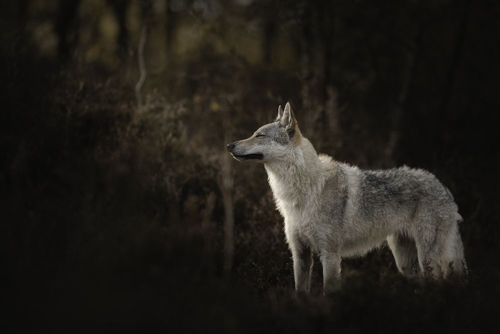 Photograph by Laura Petermans