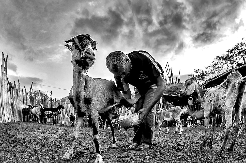 El señor Jun ordeñando a Francisca