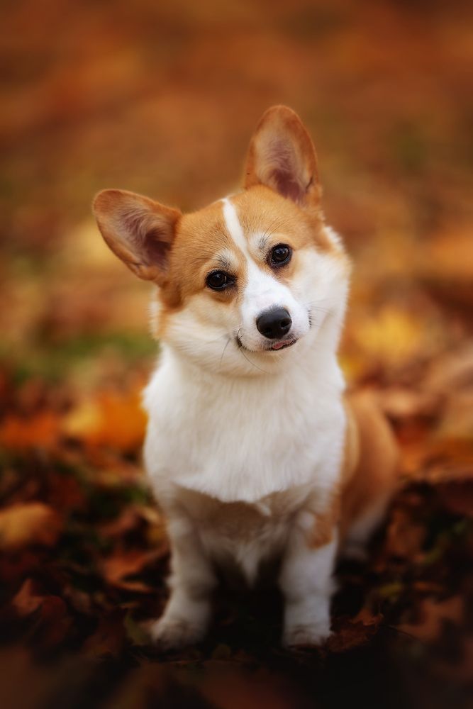 Photograph by Мария Ратушная