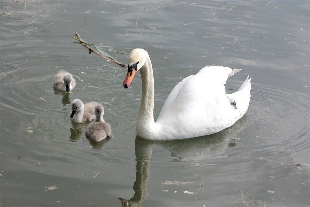 Photograph by Лилия Потравнова