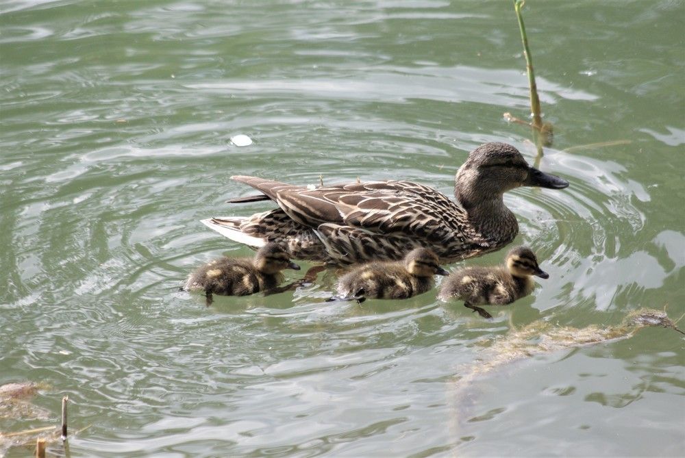 Photograph by Лилия Потравнова