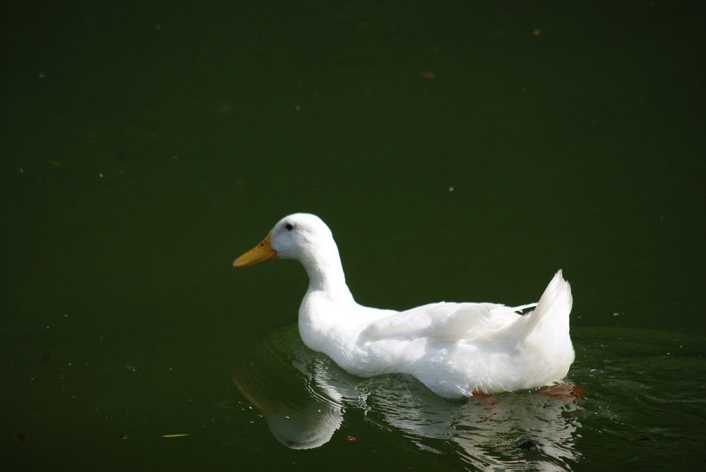 Photograph by Лилия Потравнова