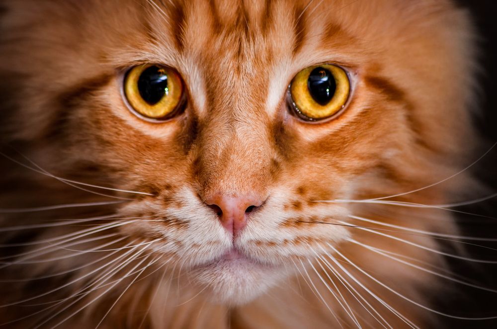 Photograph by Вероника Романенко