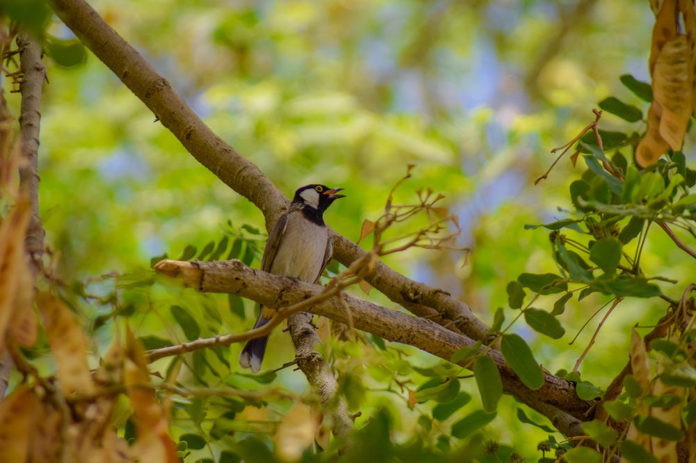 Photograph by Shaiban Albasha