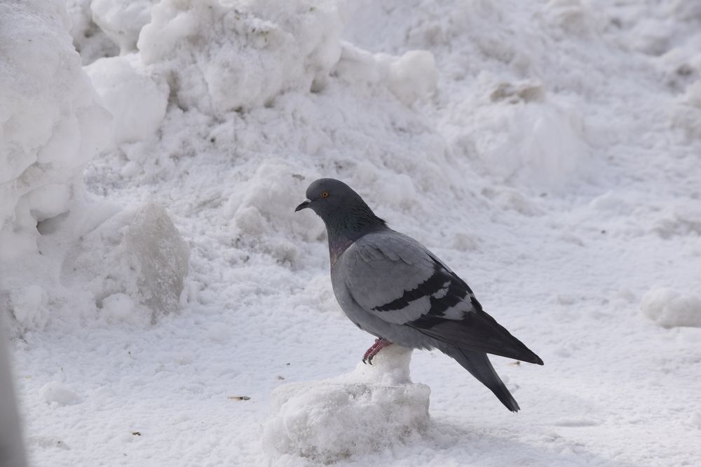 Photograph by Shaiban Albasha