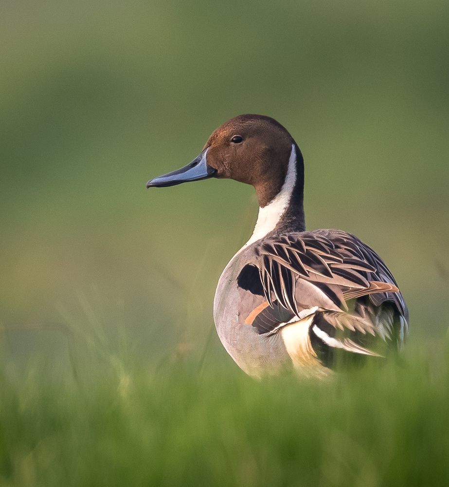 The Northern Pintail