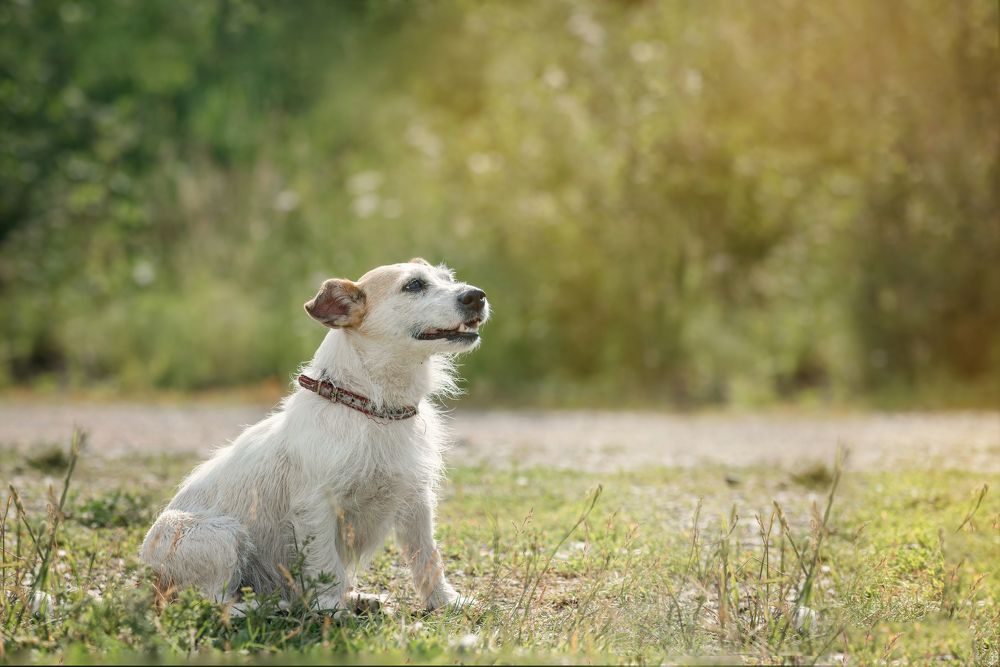 Photograph by Елена Невидимова