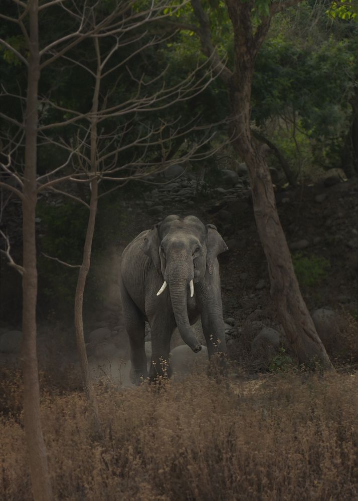 Photograph by Sunil Manikkath