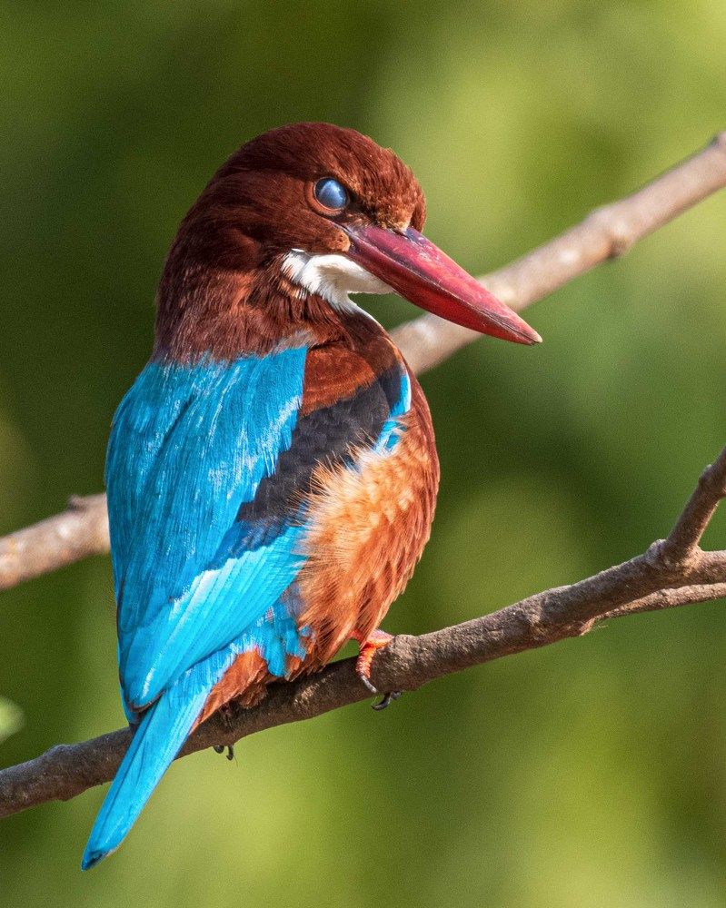 Photograph by Souradeep Chakraborty