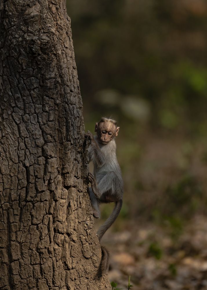 Photograph by Sunil Manikkath